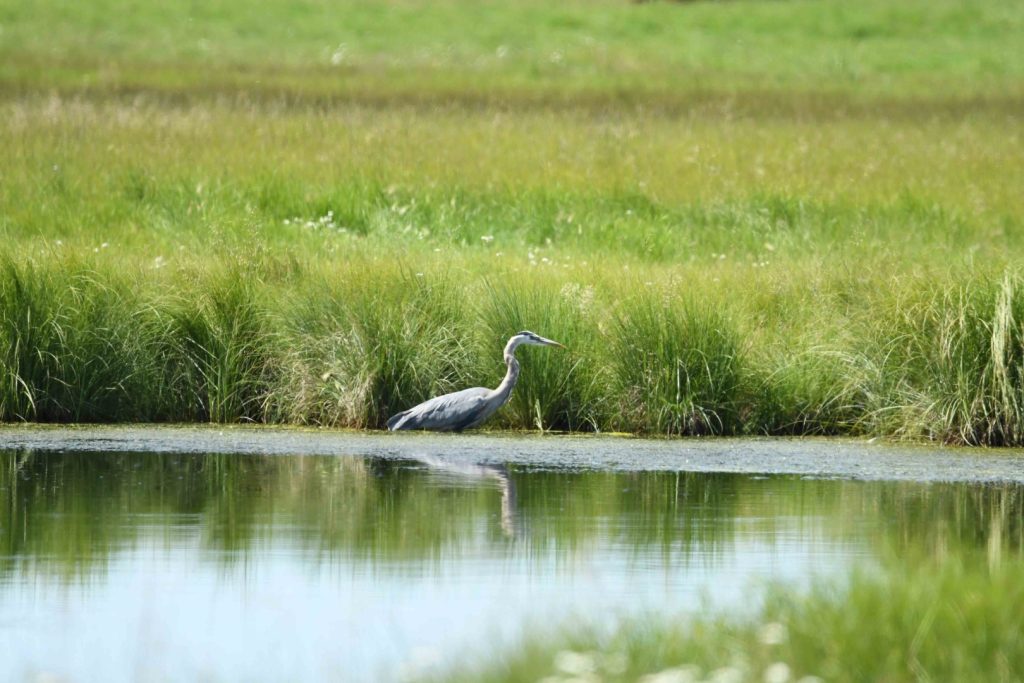 crane in pond