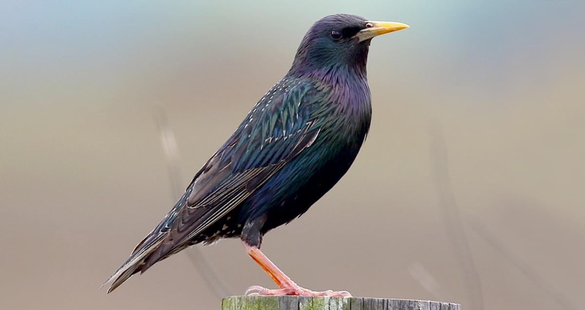 european-starling