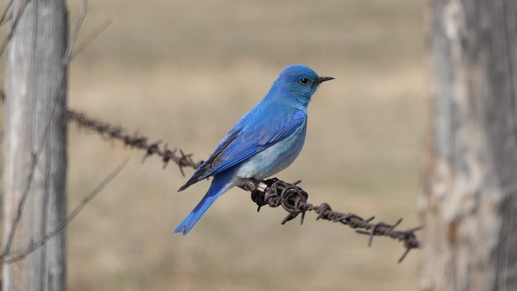 male mountain bluebird