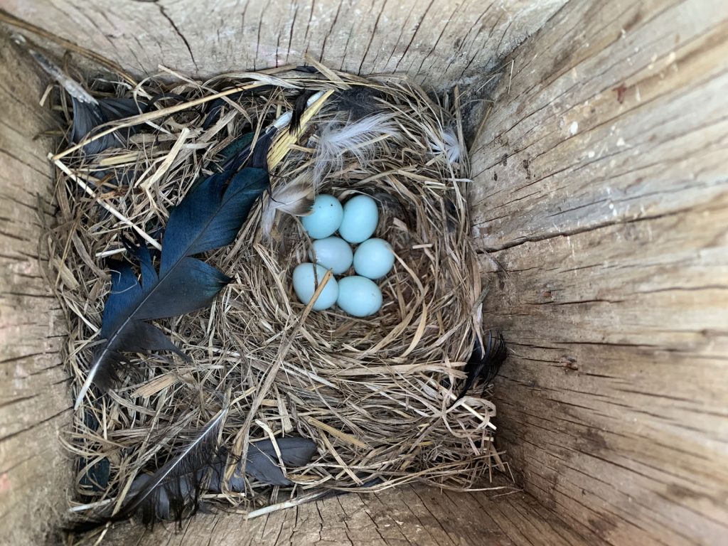 mountain bluebird nest