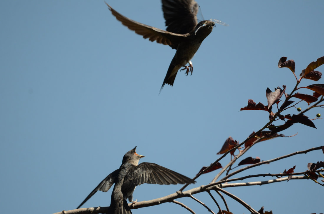 purple martin flying in with insect