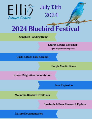 Bluebird Festival