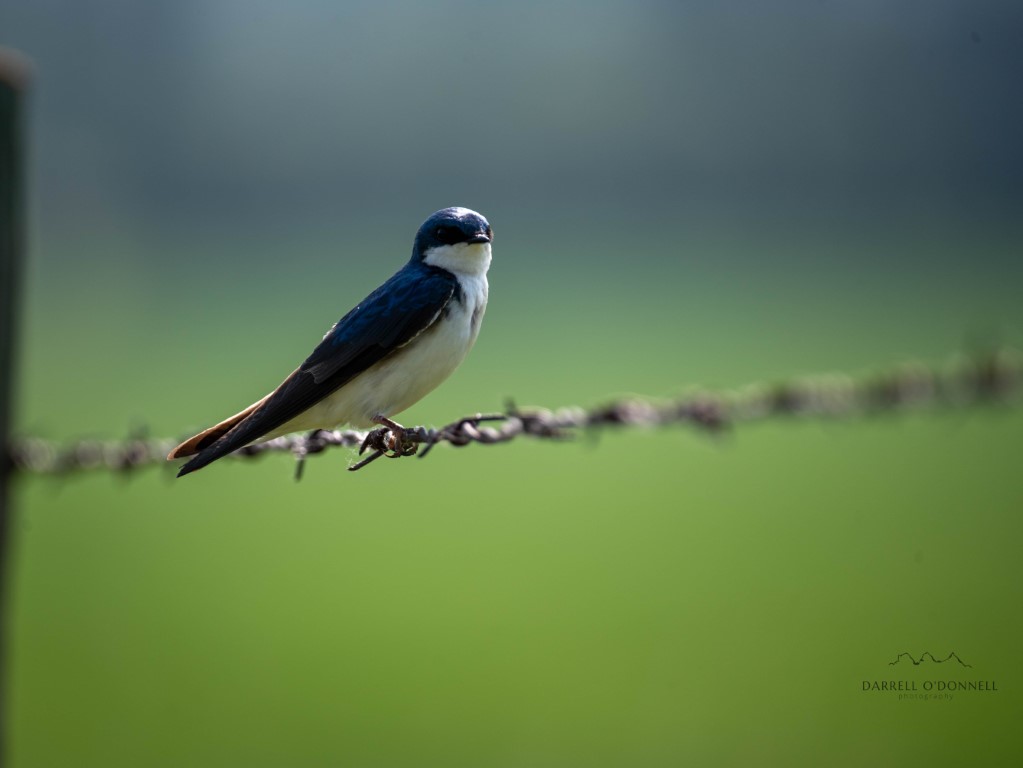 Tree Swallow