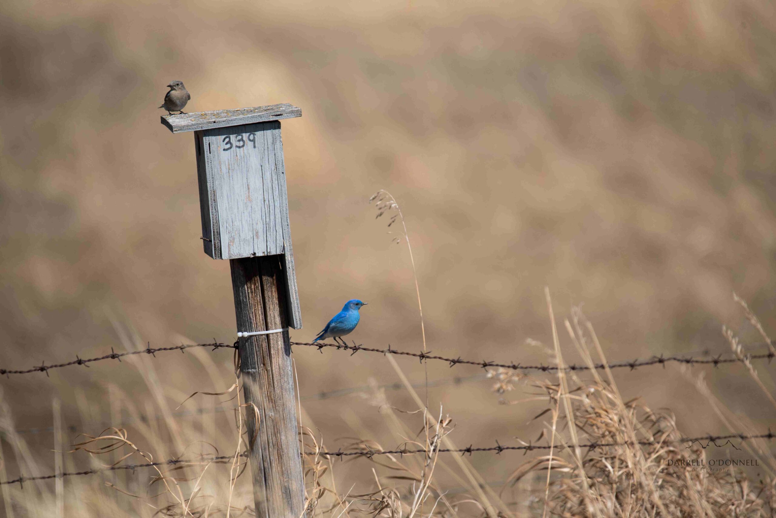 Bluebirds on a fence near nestbox