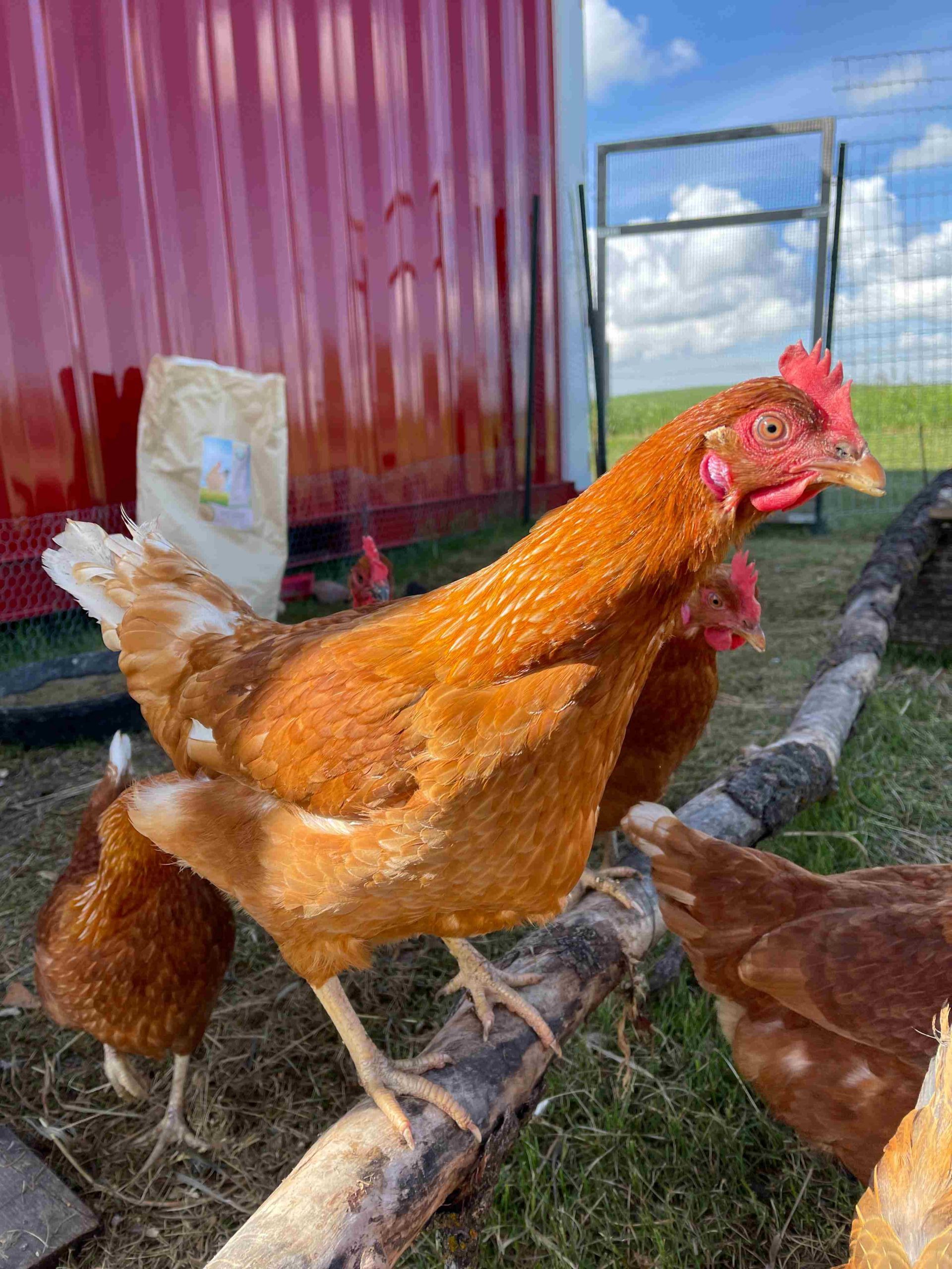 chicken standing on a log