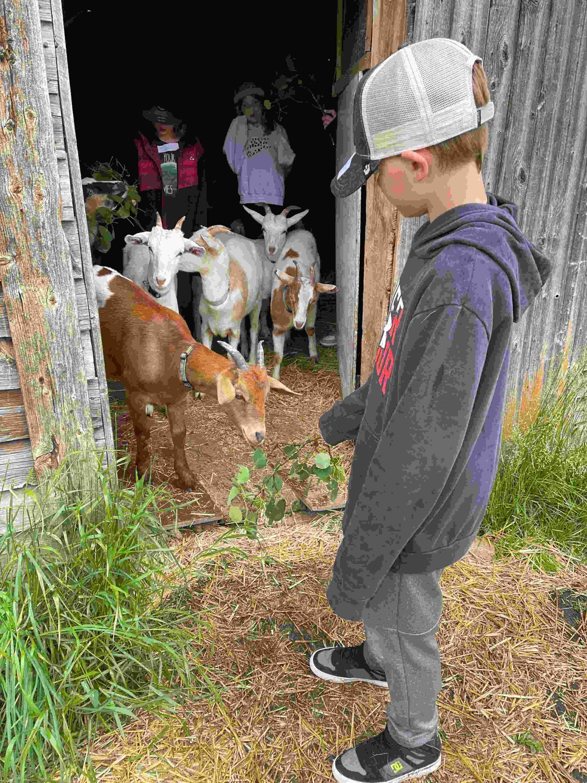 kid feeding a branch to a goat