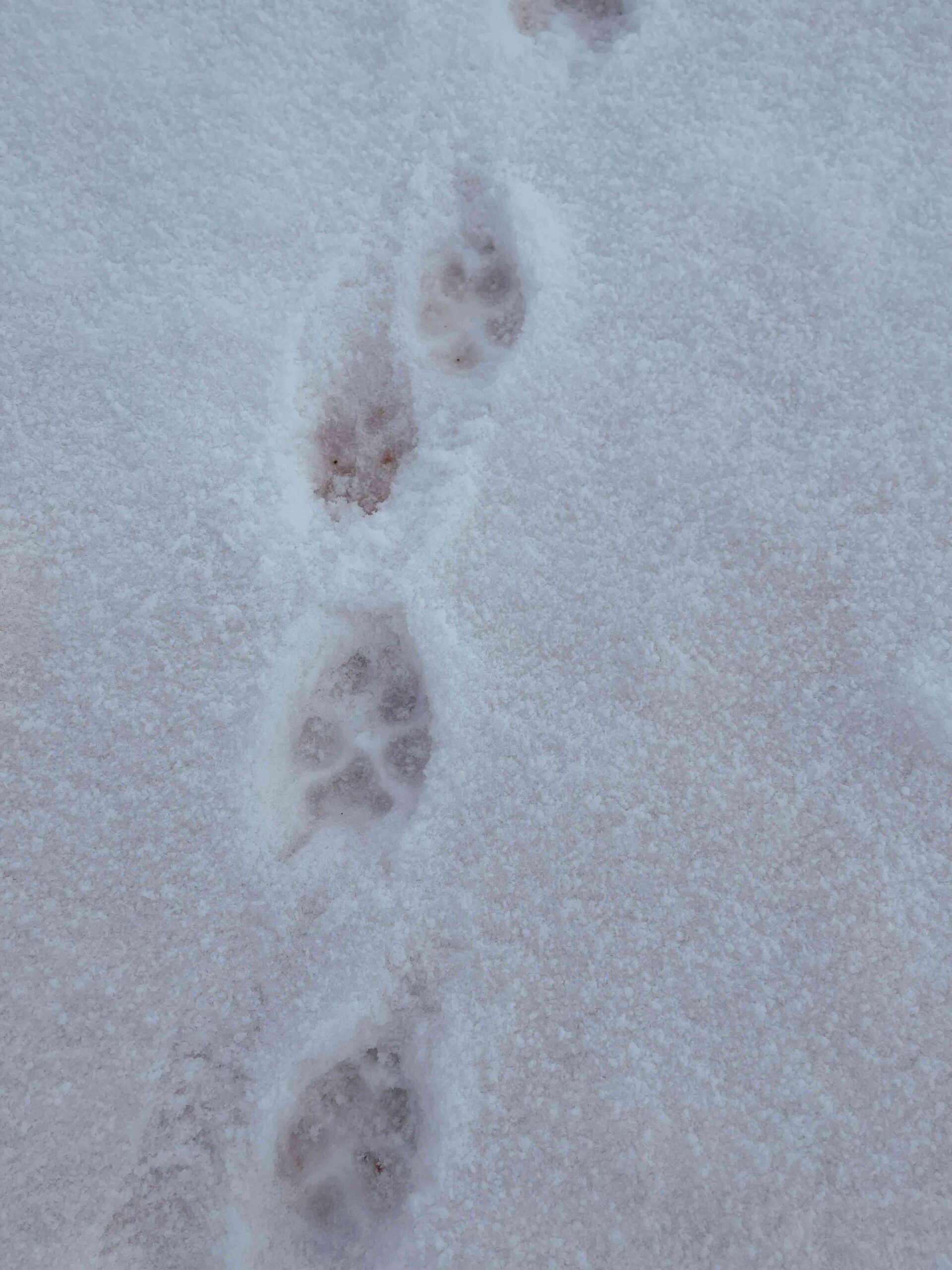 coyote tracks in snow