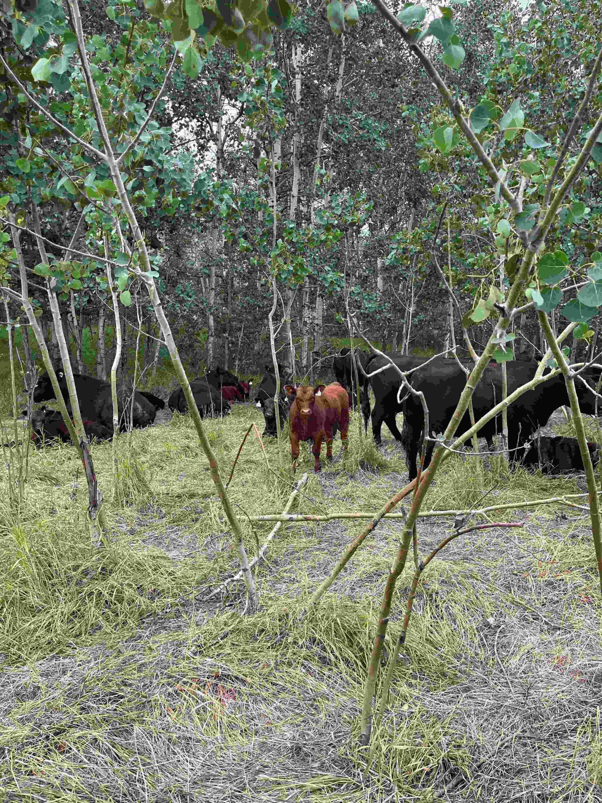 cows looking through trees