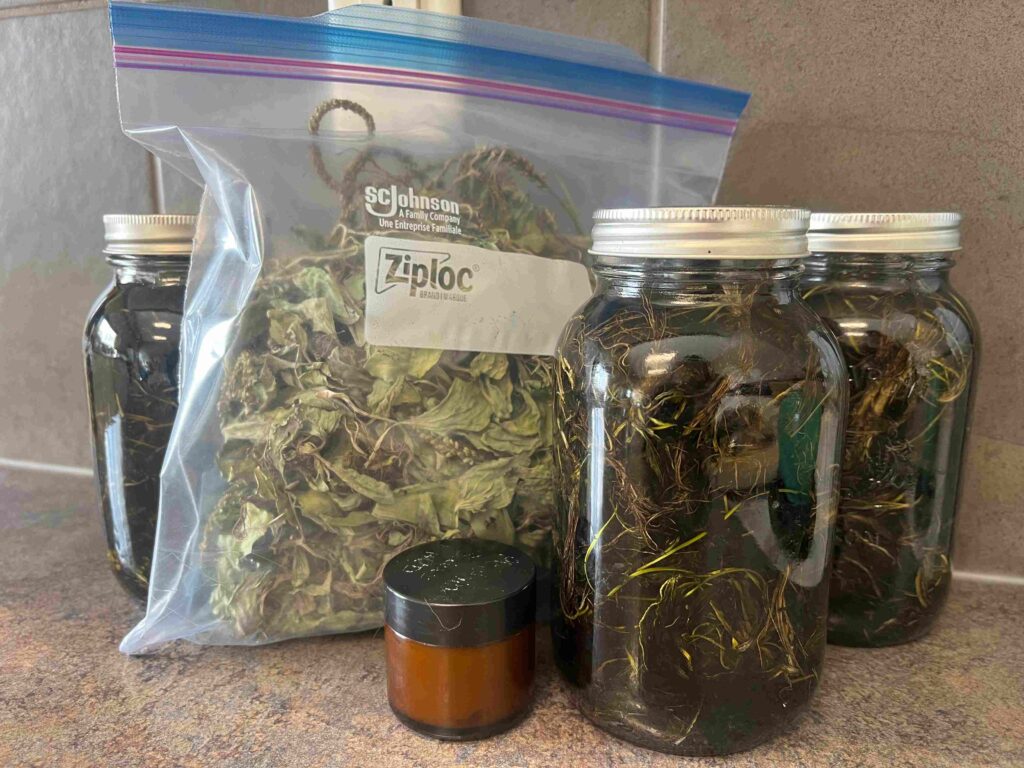 Plantain Salve ingredients (dried Plantain, infused oil, and completed Salve