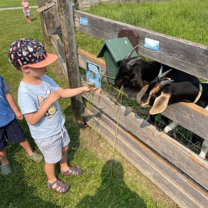 little kid feeding goats through fence