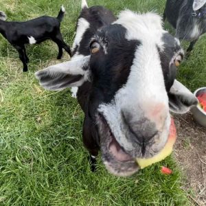 goat face closeup