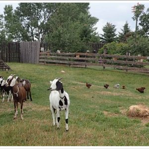 goats and chickens