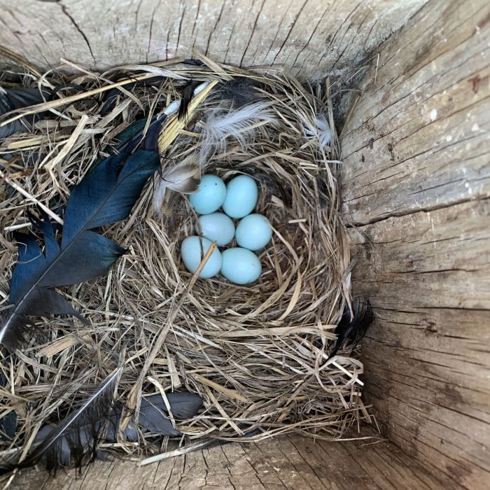 mountain bluebird nest